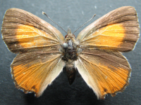 Paralucia pyrodiscus - Adult